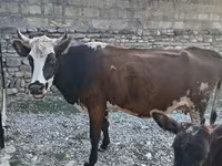 Vaca, Simmental cattle — foto 1