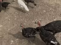 Turkeys — 照片 5