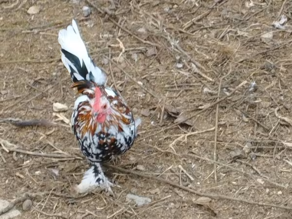 Chickens — Азербайджан