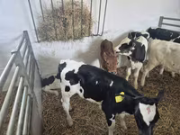 Býk, Russian Black pied cattle — foto 6