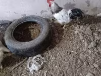 Chickens — الصورة 1