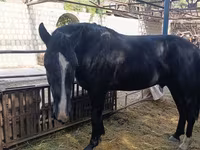 Koń, Friesian sport horse — zdjęcie 4