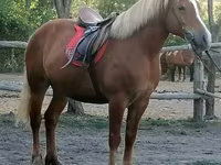 Кобила, Haflinger — фото 1