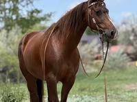 Stute, Quarter Horse — Foto 2