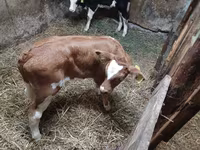 Buğa, Simmental cattle — foto 3