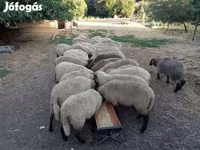 Ovelha, Tsigai sheep — foto 3