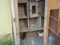 Birde problemi qapısın srublamalisiz Taxta göyərçin yuvası/qəfəs — фото 3