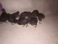 Australorp — Foto 2