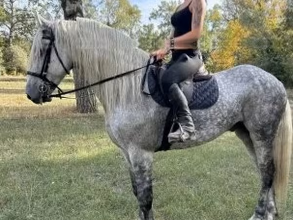 Ат, Андалусия жылкысы
