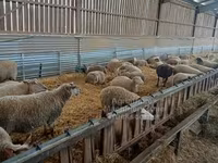 Oveja, Rouge de l’Ouest sheep — foto 3