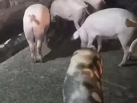 Säue, Schweine — Foto 1