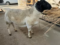 Ram, Dorper sheep — photo 4