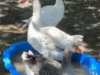 Geese — Foto 2