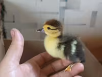 Ducks — Foto 6
