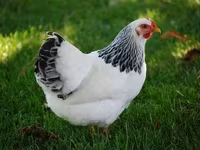 Adler Silver — foto 2