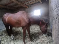 At, Akhal-Teke — foto 3