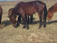 Madyan, Horse breed — foto 4
