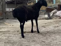 Ram, Hissar sheep — photo 3