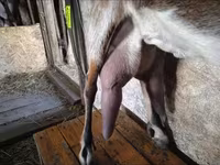 Cabra, Beetal goats — foto 5