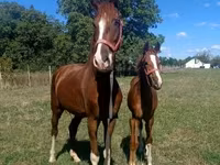 Kůň, Dutch warmblood horse — foto 4