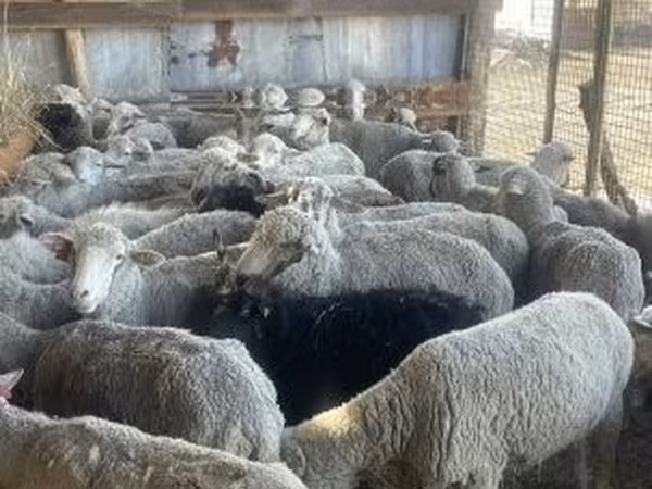 母羊, Sheep