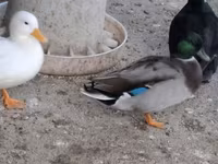 Ducks — फ़ोटो 2
