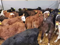 Bovinos (lote, sexo no especificado), Raza Holstein — foto 5