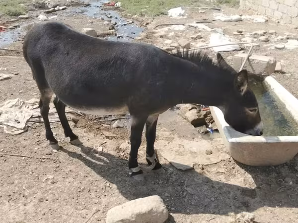 Horses (batch, sex not specified), Horses