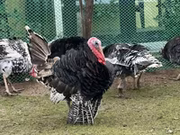 Geniş Sinəli Ağ — foto 3