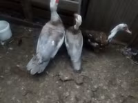 Ducks — photo 5