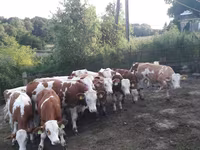 Bull, Simmental cattle — photo 5
