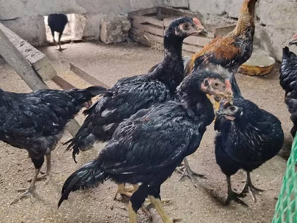Chickens — Azerbaijan