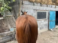 Caballo, Kyrgyz Horse — foto 7