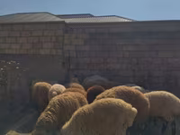 Ram, Sheep — photo 1