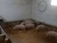 Świnie (partia, płeć nieokreślona), Крупная белая — zdjęcie 1