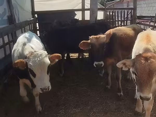 Toro, Ganado vacuno