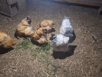 Brahma — Foto 3