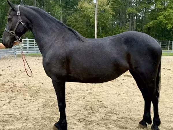 Madyan, Friesian