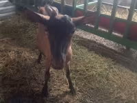 Goat, Alpine goat — photo 2