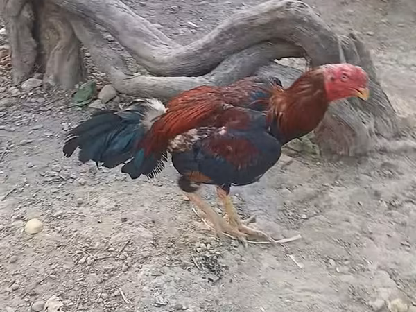 Chickens — Azerbaijan