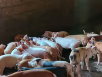 Säue, Schweine — Foto 3