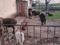 Qoyunlar (partiya, cinsi göstərilməyib), Hissar sheep — foto 3