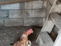Chickens — foto 1