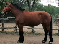 Égua, Cavalos — foto 2