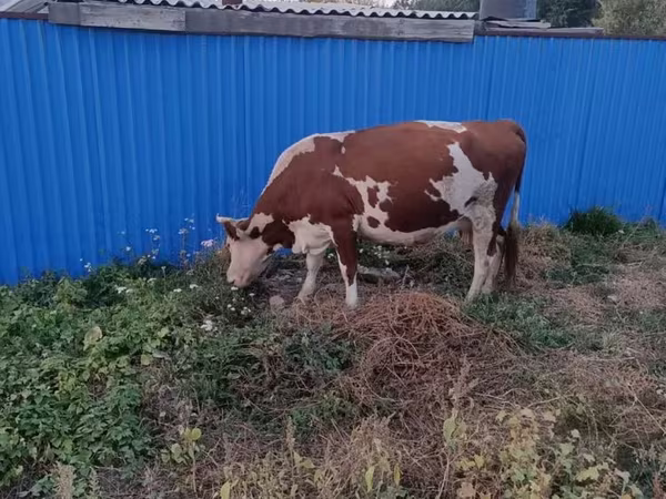 İnək, Latvian Blue cattle