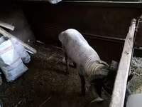 Sheep (batch, sex not specified), Sheep — photo 3