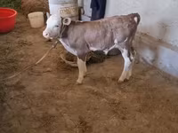 Bull, Red-spotted breed — photo 2