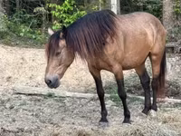 घोड़ी, Black Sea breed — फ़ोटो 5