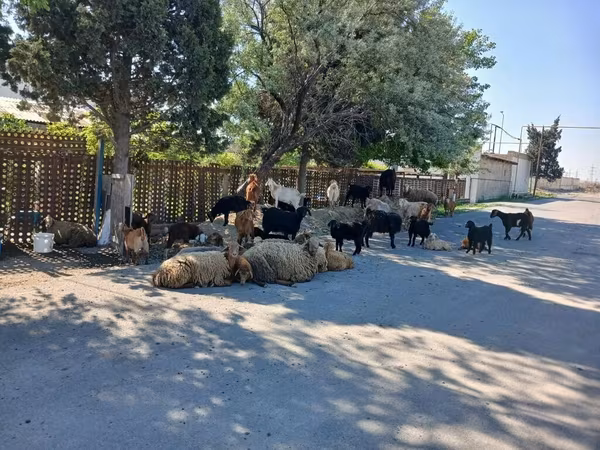Sheep, Sheep — Azerbaijan