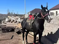 Kůň, Kazakh horse — foto 2